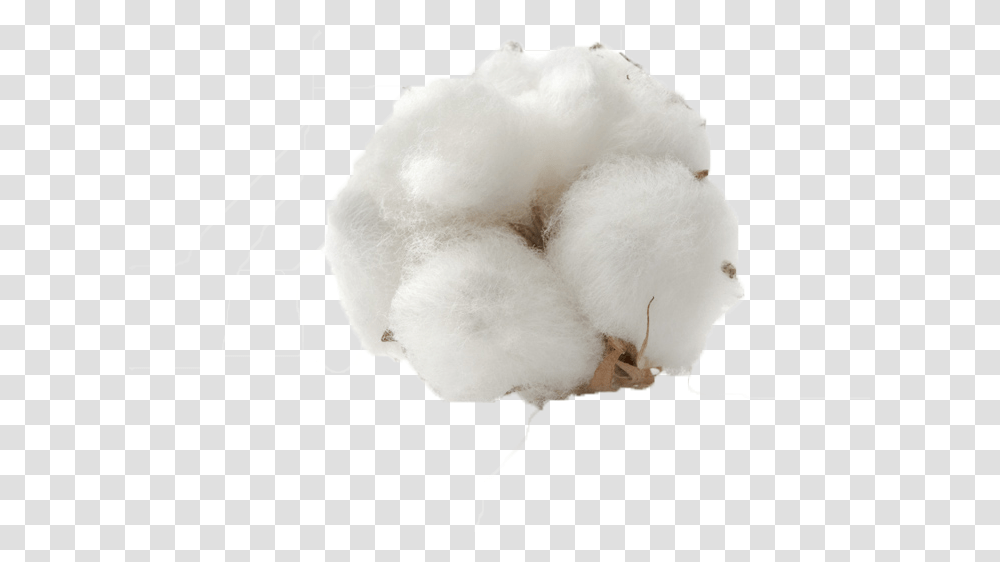 Cotton Background Image, Giant Panda, Bear, Wildlife, Mammal Transparent Png