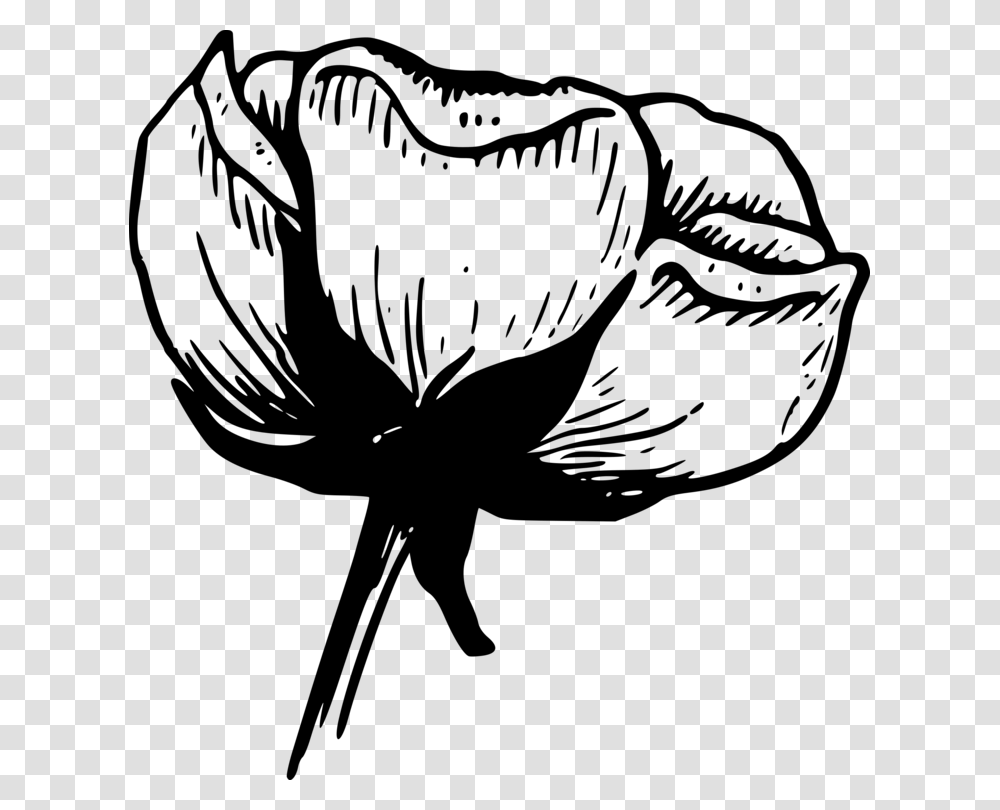 Cotton Balls Flower Drawing Boll Weevil, Gray, World Of Warcraft Transparent Png