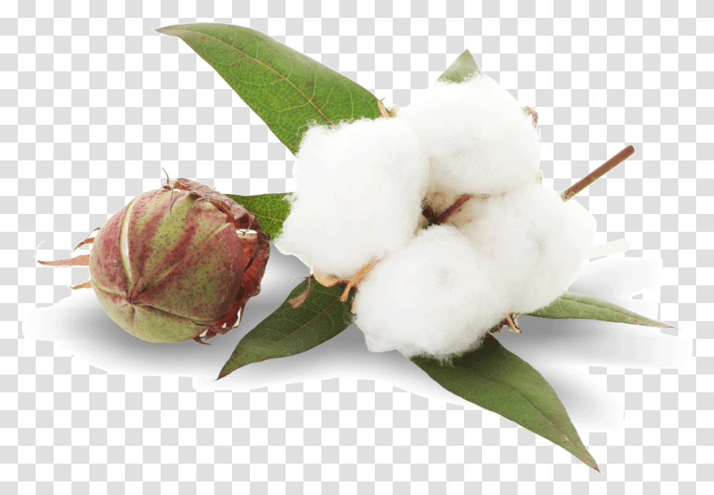 Cotton, Bird, Animal, Leaf, Plant Transparent Png