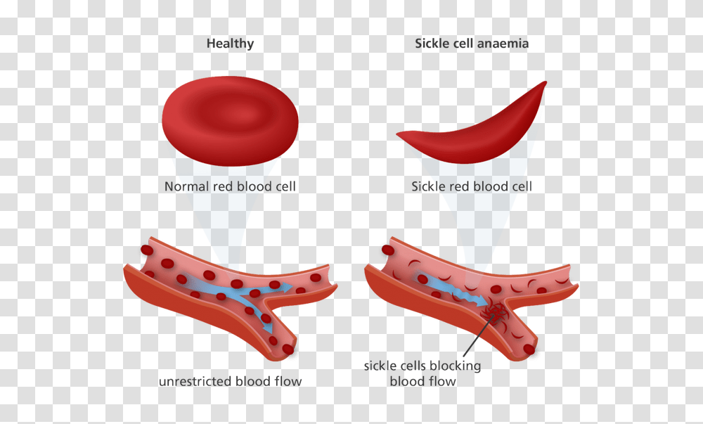 Cotton Clipart White Blood Cell, Tool, Weapon, Weaponry Transparent Png