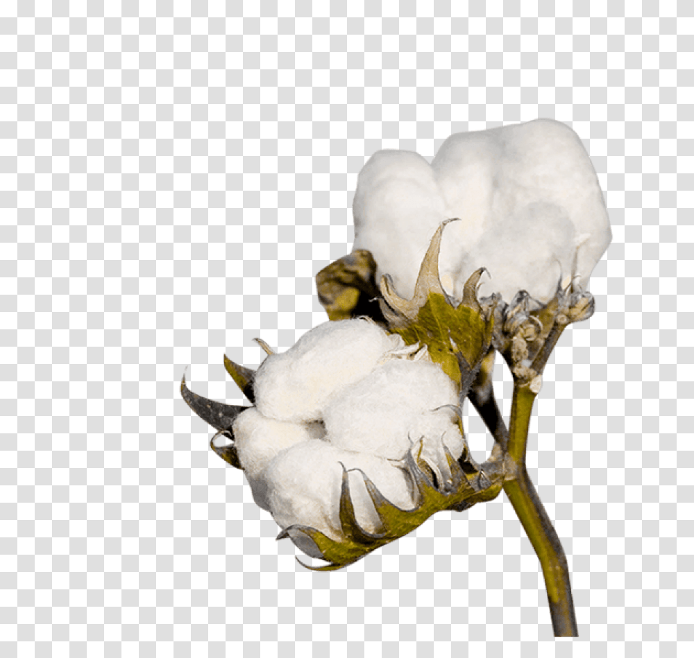 Cotton Cotton, Plant, Flower, Blossom, Pollen Transparent Png