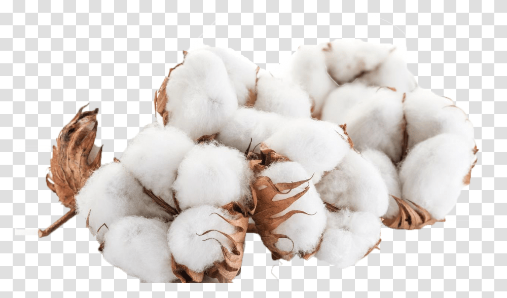 Cotton File, Teddy Bear, Toy, Sheep, Mammal Transparent Png