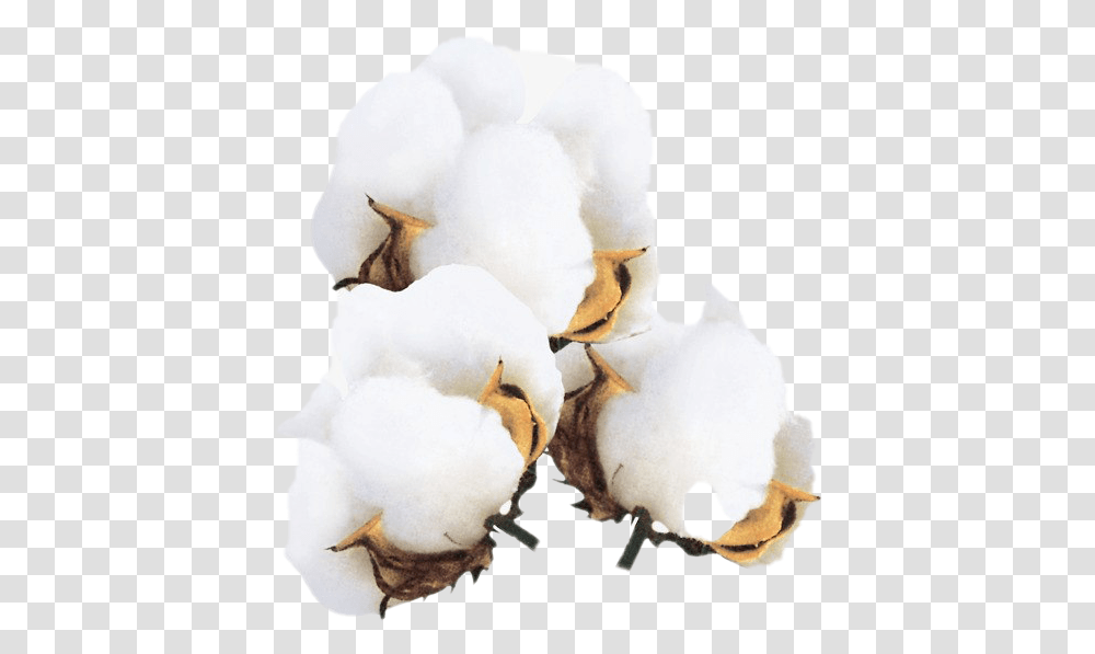 Cotton Flower, Snowman, Winter, Outdoors, Nature Transparent Png