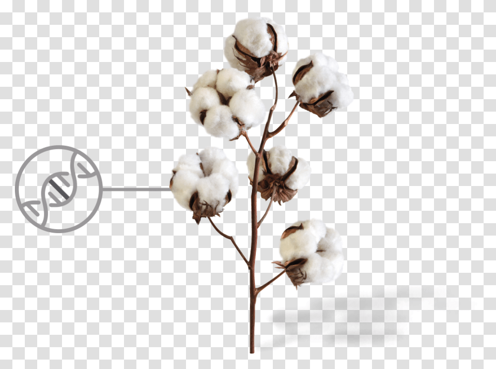 Cotton Image With Background Background Cotton Plant, Bird, Animal Transparent Png