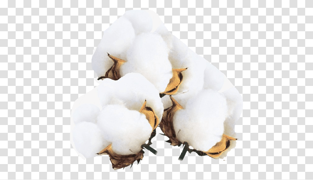 Cotton Images Free Download Real Cotton Flower, Snowman, Winter, Outdoors, Nature Transparent Png