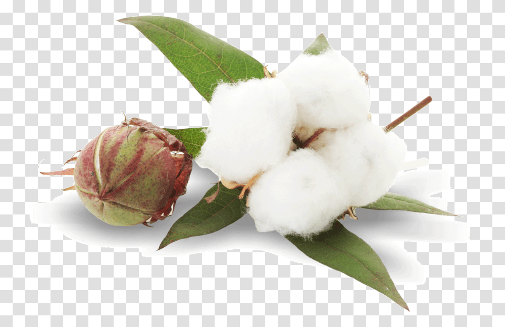 Cotton, Nature, Bird, Animal, Leaf Transparent Png