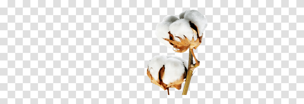 Cotton, Nature, Bird, Animal Transparent Png