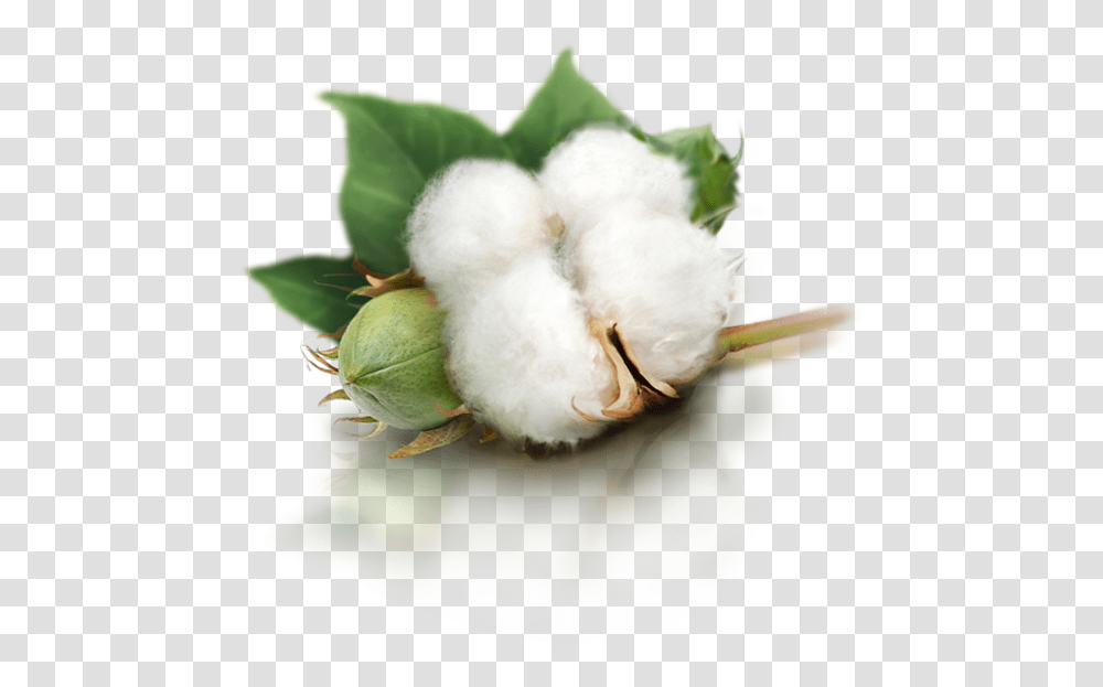 Cotton, Nature, Bird, Animal Transparent Png