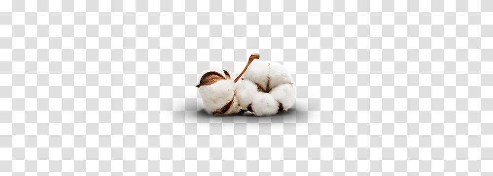 Cotton, Nature, Bird, Animal Transparent Png