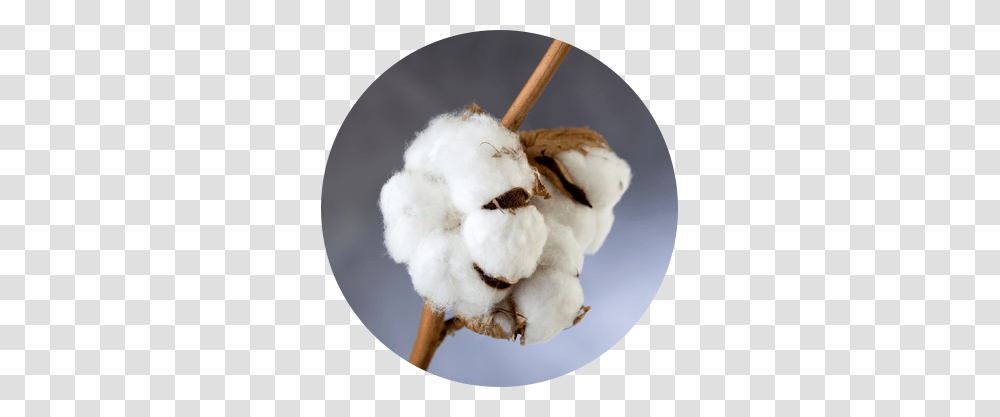 Cotton, Nature, Bird, Animal Transparent Png