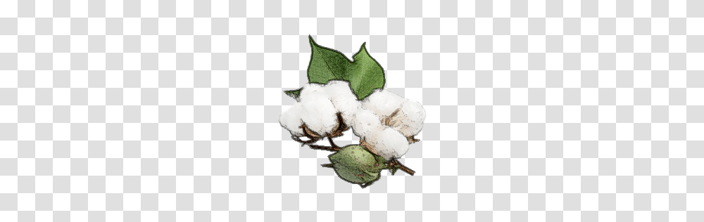 Cotton, Nature, Painting, Snowman Transparent Png