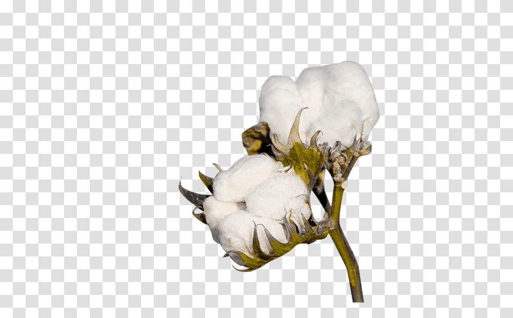 Cotton, Nature, Plant, Flower, Blossom Transparent Png