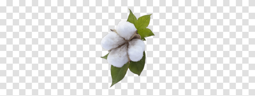 Cotton, Nature, Snowman, Winter, Outdoors Transparent Png