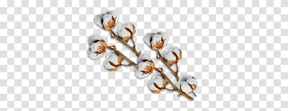 Cotton, Nature Transparent Png