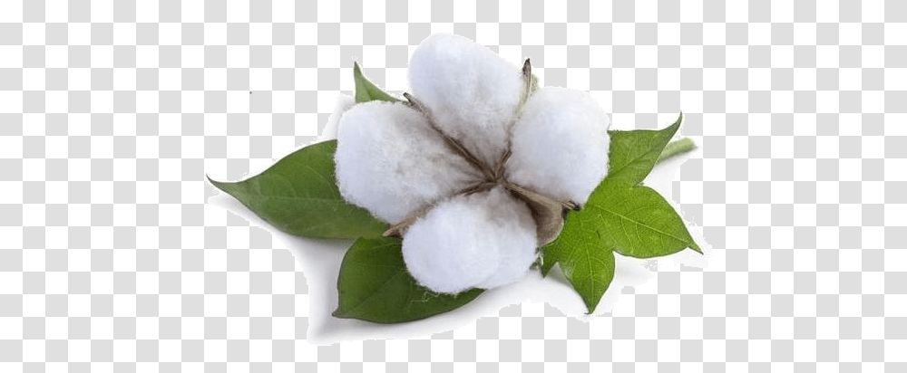 Cotton, Nature Transparent Png