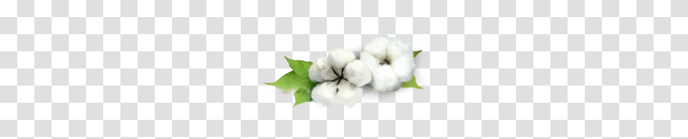 Cotton, Nature Transparent Png