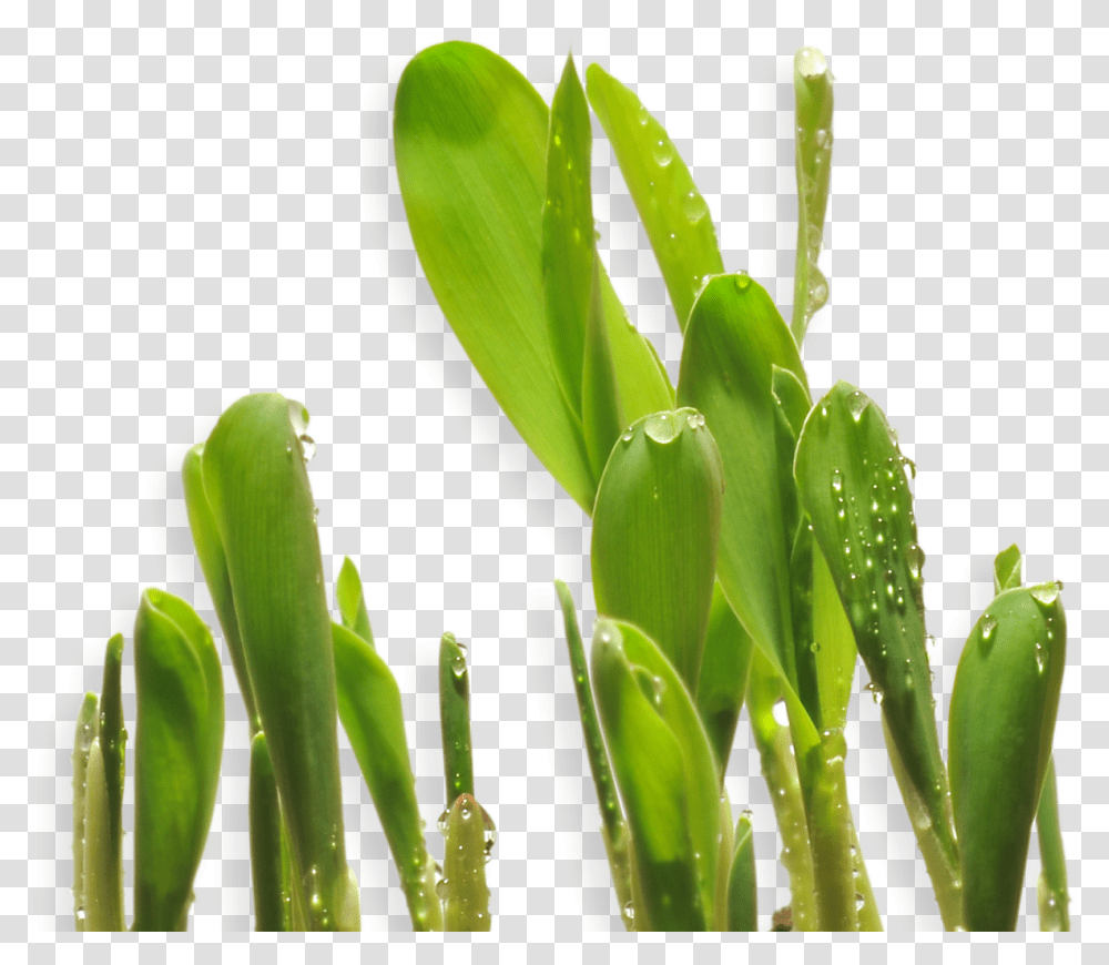 Cotton Plant, Bud, Sprout, Flower, Blossom Transparent Png