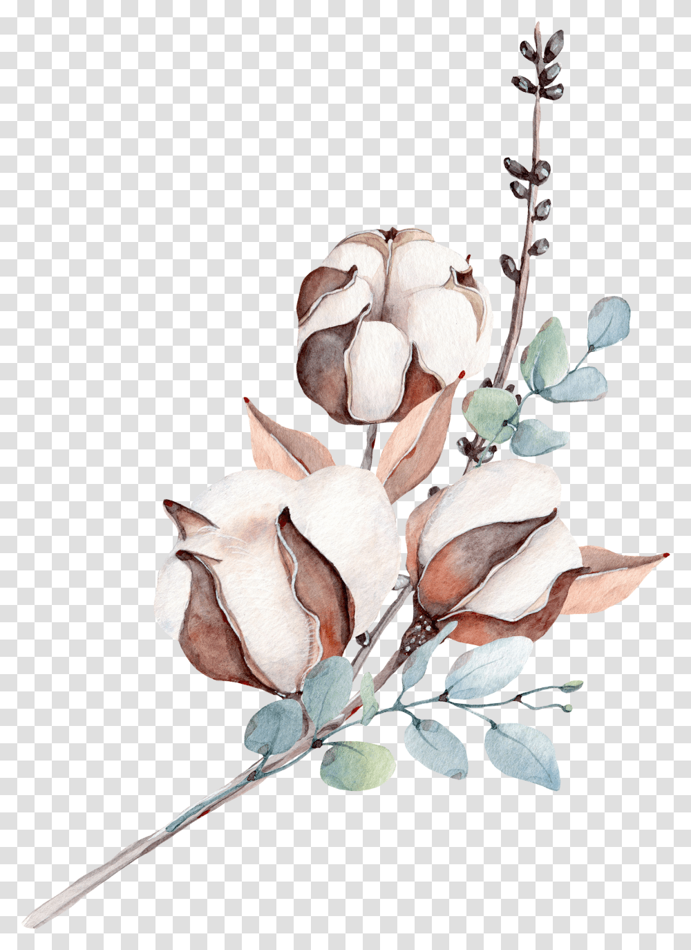 Cotton Plant Clipart Flower Illustration, Blossom, Acanthaceae, Bud, Sprout Transparent Png