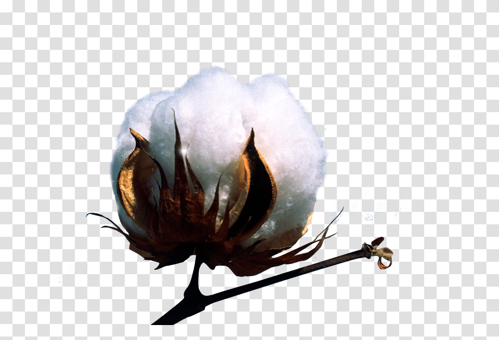Cotton Plant, Painting, Bird, Animal Transparent Png
