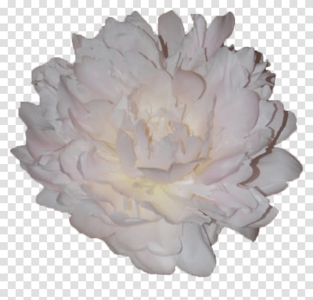 Cotton, Plant, Rose, Flower, Blossom Transparent Png