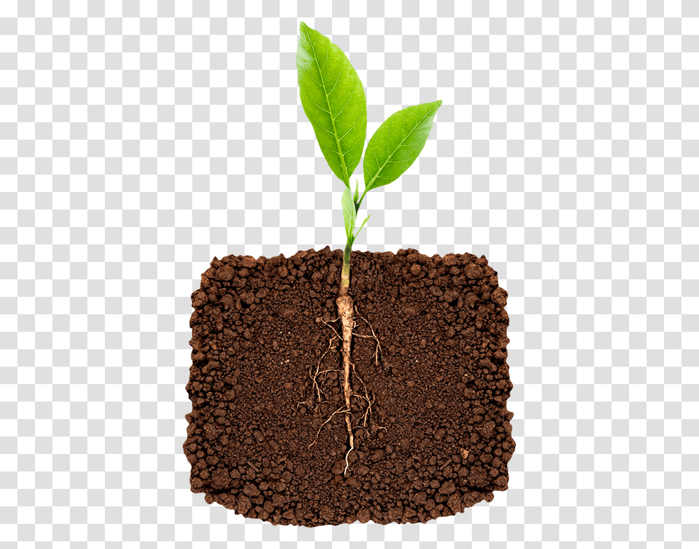 Cotton Plant, Soil, Root, Leaf, Sprout Transparent Png