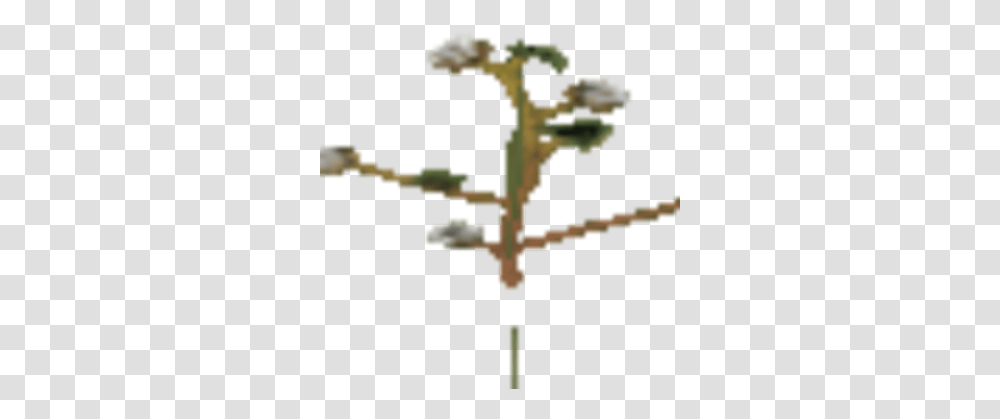 Cotton Plant Tree, Vegetation, Cross, Flower, Bush Transparent Png