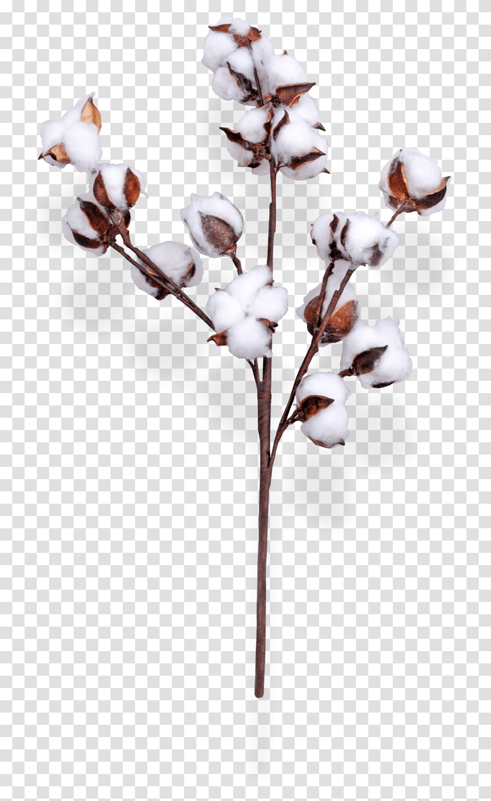 Cotton Spray 30 1 Copy Cotton Flower, Plant, Blossom, Bird, Animal Transparent Png