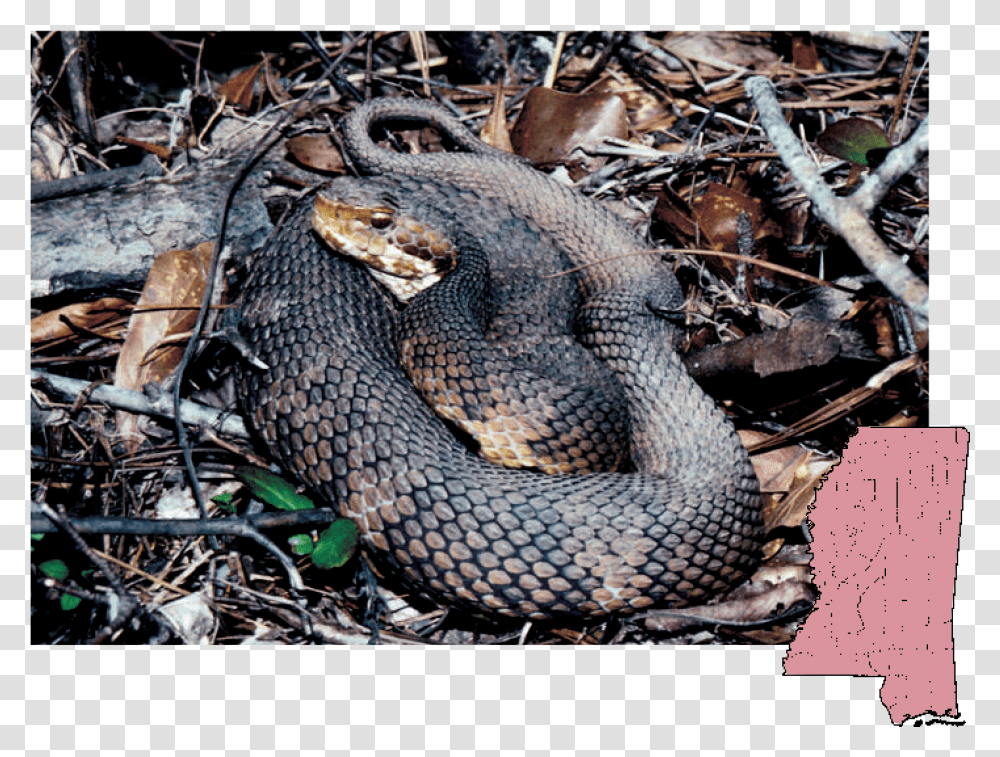 Cottonmouth Mississippi Snakes, Reptile, Animal, Rattlesnake, Turtle Transparent Png