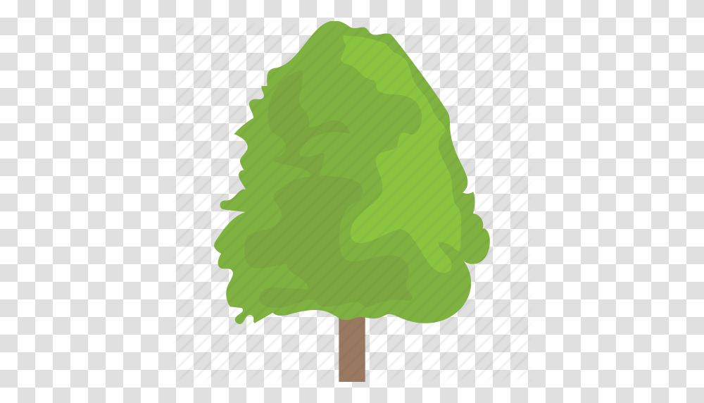 Cottonwood Fast Growing Tree Hedge Trees Hybrid Trees Poplar, Food, Plant, Lollipop, Candy Transparent Png
