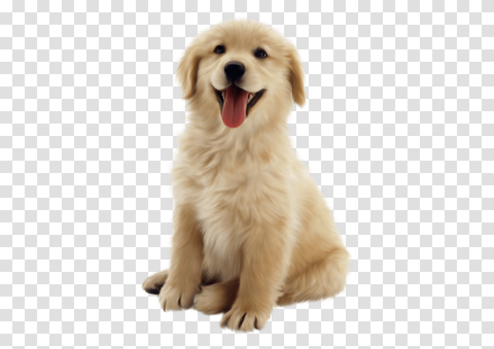 Cottonwood Puppy Cute Dog Background, Golden Retriever, Pet, Canine, Animal Transparent Png