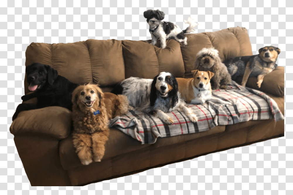 Couch, Furniture, Dog, Pet, Canine Transparent Png