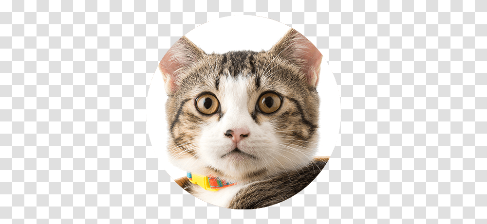 Couch Potato Pets Cat Collar, Mammal, Animal, Kitten, Manx Transparent Png