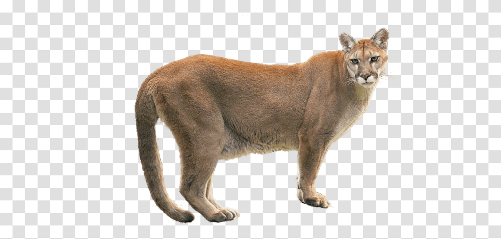 Cougar 3 Image Cougar, Wildlife, Mammal, Animal Transparent Png
