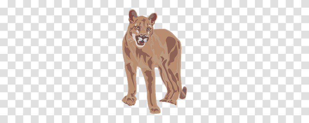 Cougar Nature, Mammal, Animal, Wildlife Transparent Png