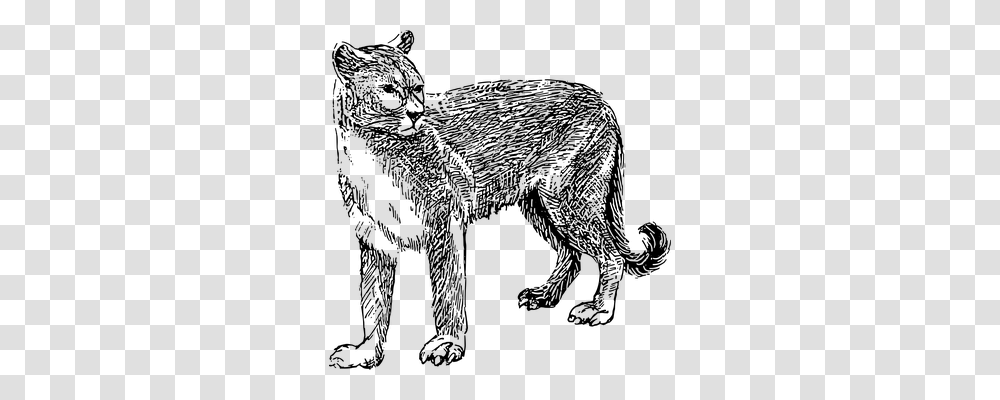 Cougar Animals, Gray, World Of Warcraft Transparent Png