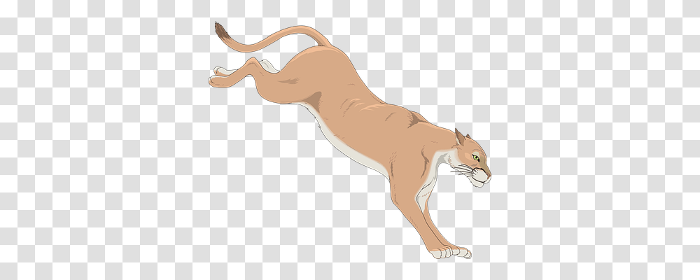 Cougar Nature, Mammal, Animal, Wildlife Transparent Png