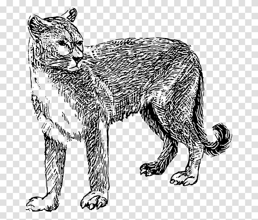 Cougar, Animals, Gray, World Of Warcraft Transparent Png