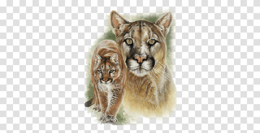 Cougar Drawing, Lion, Wildlife, Mammal, Animal Transparent Png