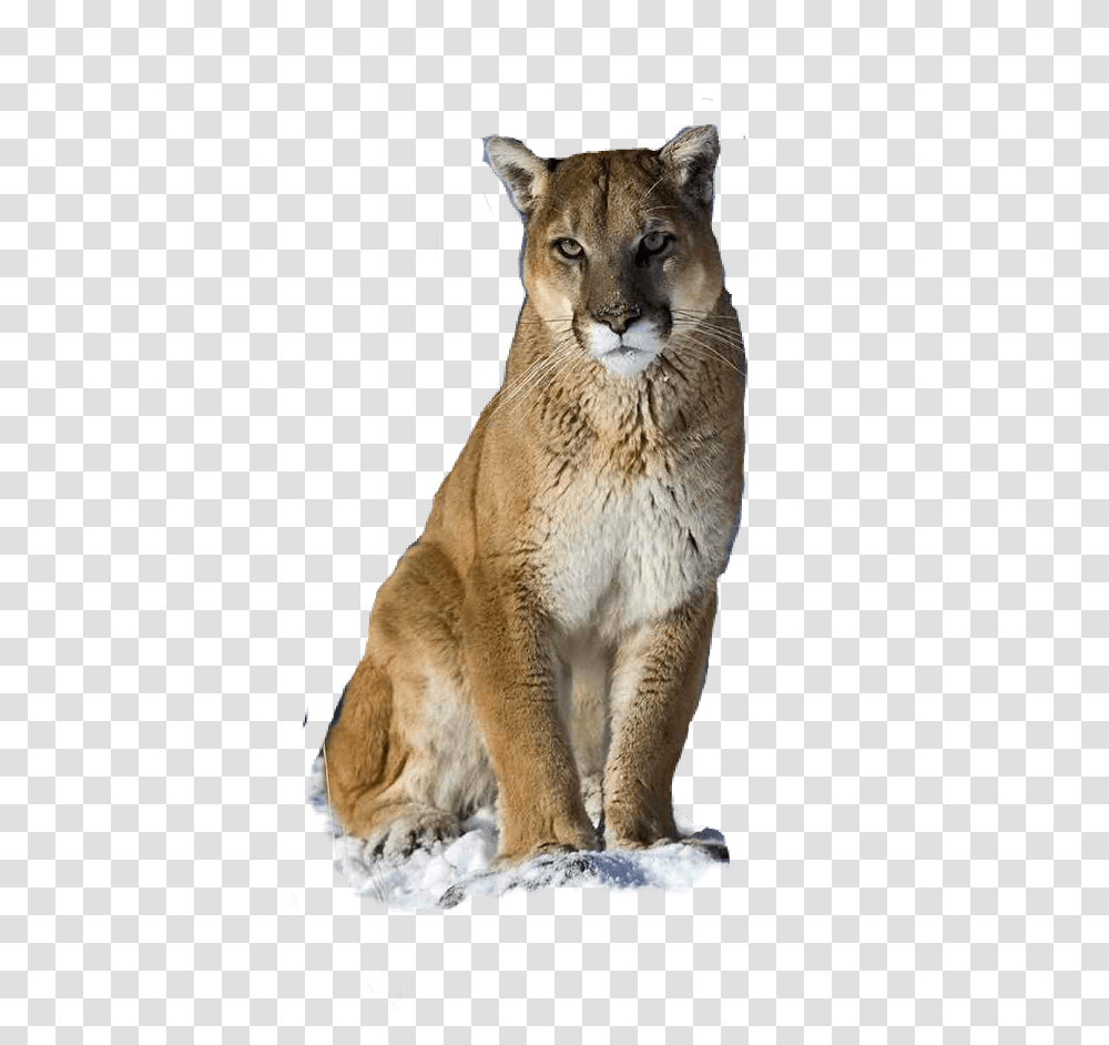 Cougar Freetoedit Puma Animal, Lion, Wildlife, Mammal Transparent Png