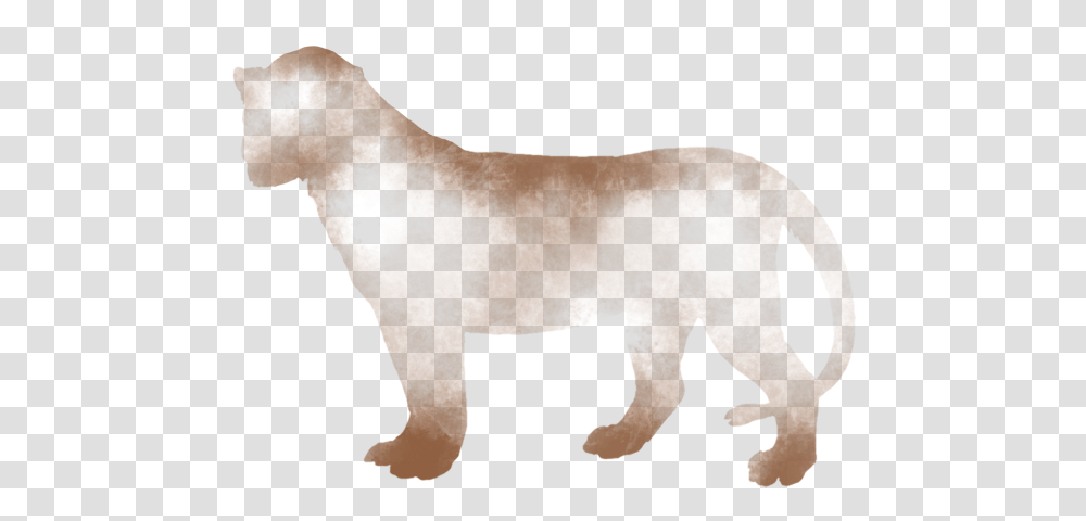 Cougar, Mammal, Animal, Wildlife, Person Transparent Png