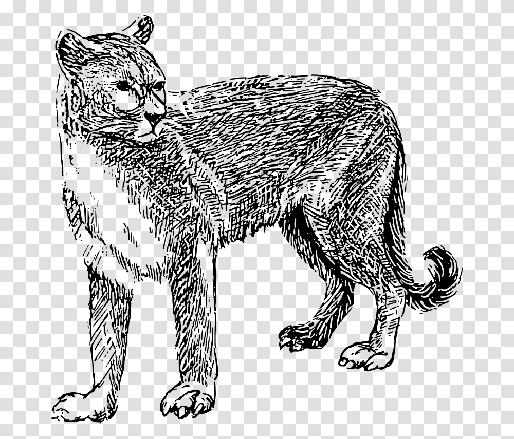 Cougar Mountain Lion Clipart Black And White, Gray, World Of Warcraft Transparent Png