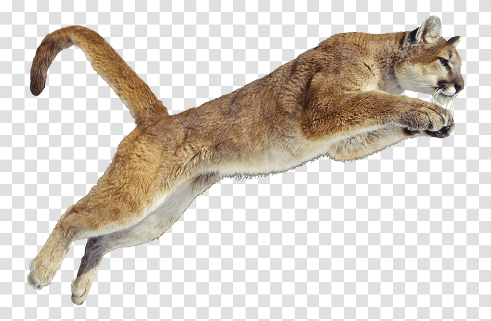 Cougar Puma Animal Jumping Cougar, Mammal, Cat, Pet, Wildlife Transparent Png