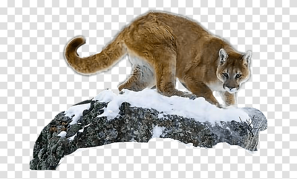 Cougar, Wildlife, Animal, Mammal, Tiger Transparent Png