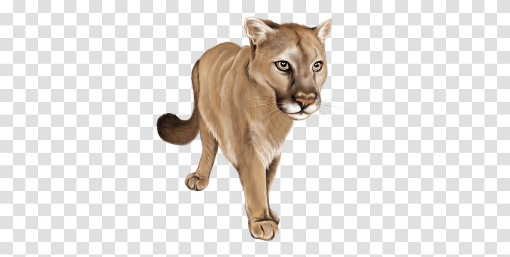 Cougar, Wildlife, Mammal, Animal, Cat Transparent Png