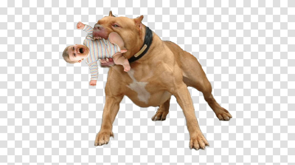 Could Never Hurt A Fly, Dog, Pet, Canine, Animal Transparent Png