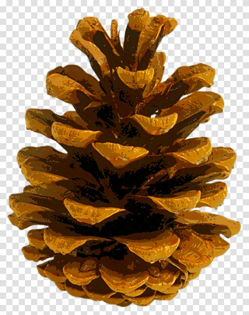 Coulter Pine Conifer Cone Autumn Leaf Color Fir Autumn Pine Cone, Plant, Tree, Fungus, Flower Transparent Png