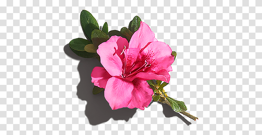 Countertime Retinol Vs Bakuchiol, Geranium, Flower, Plant, Blossom Transparent Png