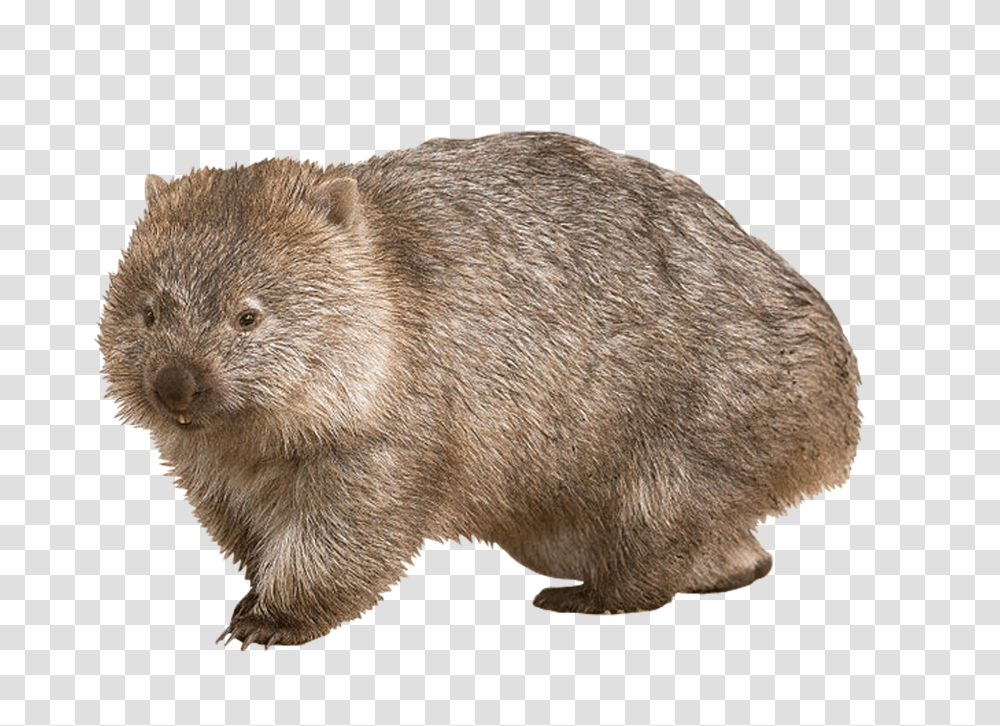 Country, Beaver, Wildlife, Rodent Transparent Png