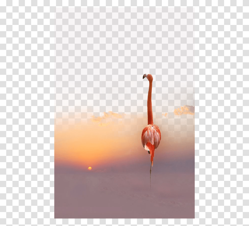 Country, Bird, Animal, Flamingo Transparent Png