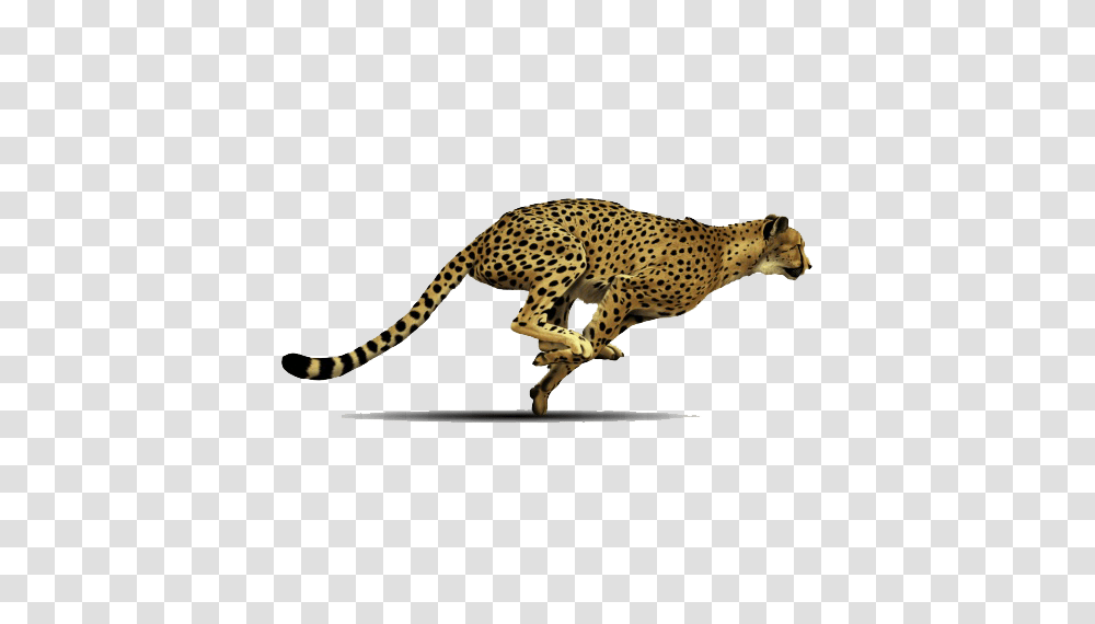 Country, Cheetah, Wildlife, Mammal Transparent Png